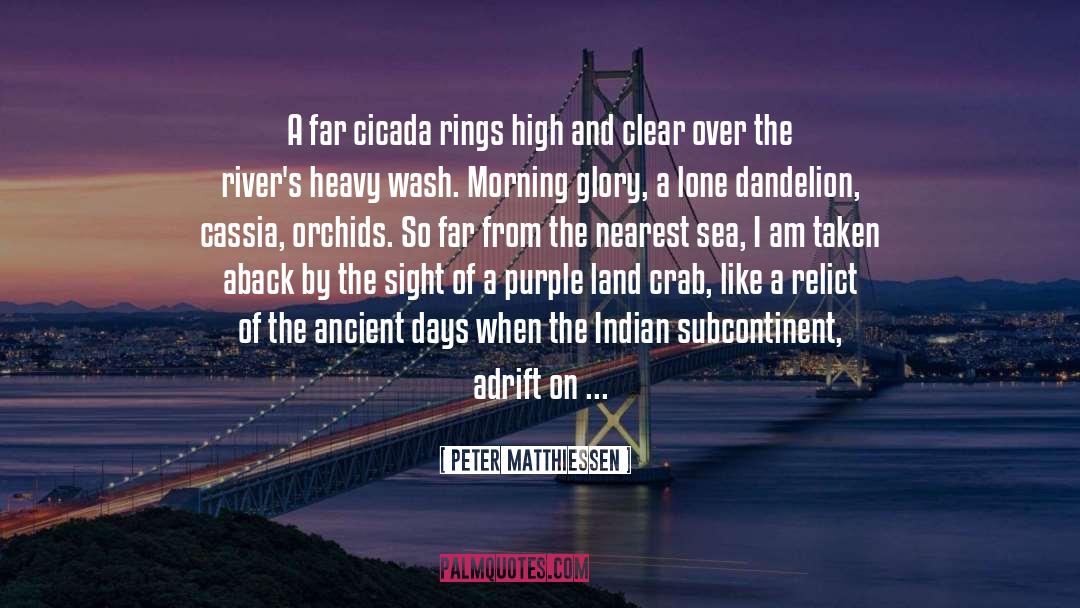 Cicada quotes by Peter Matthiessen