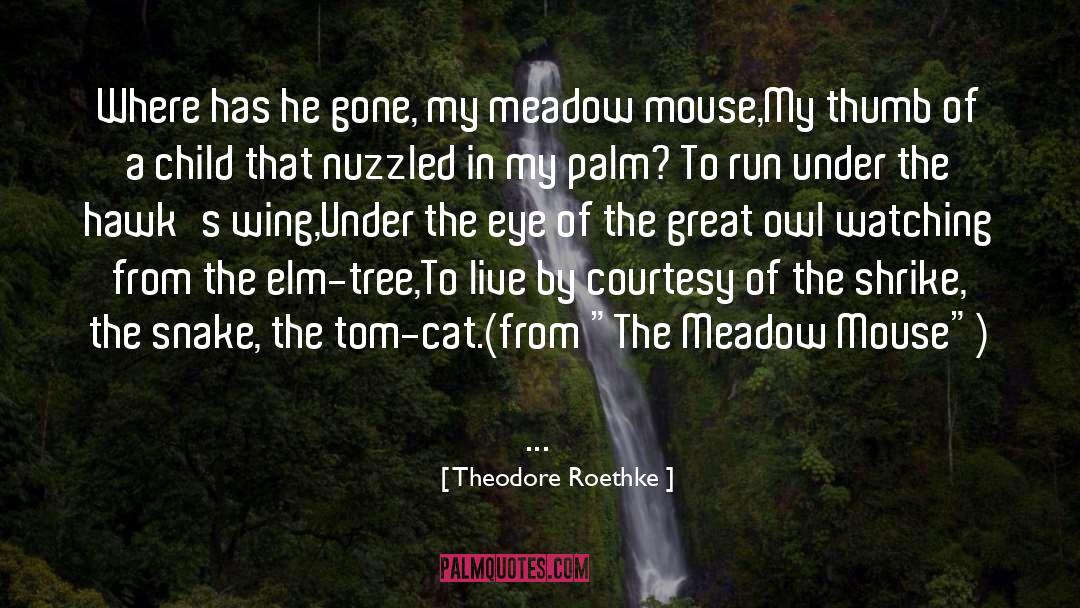 Courtesy quotes by Theodore Roethke