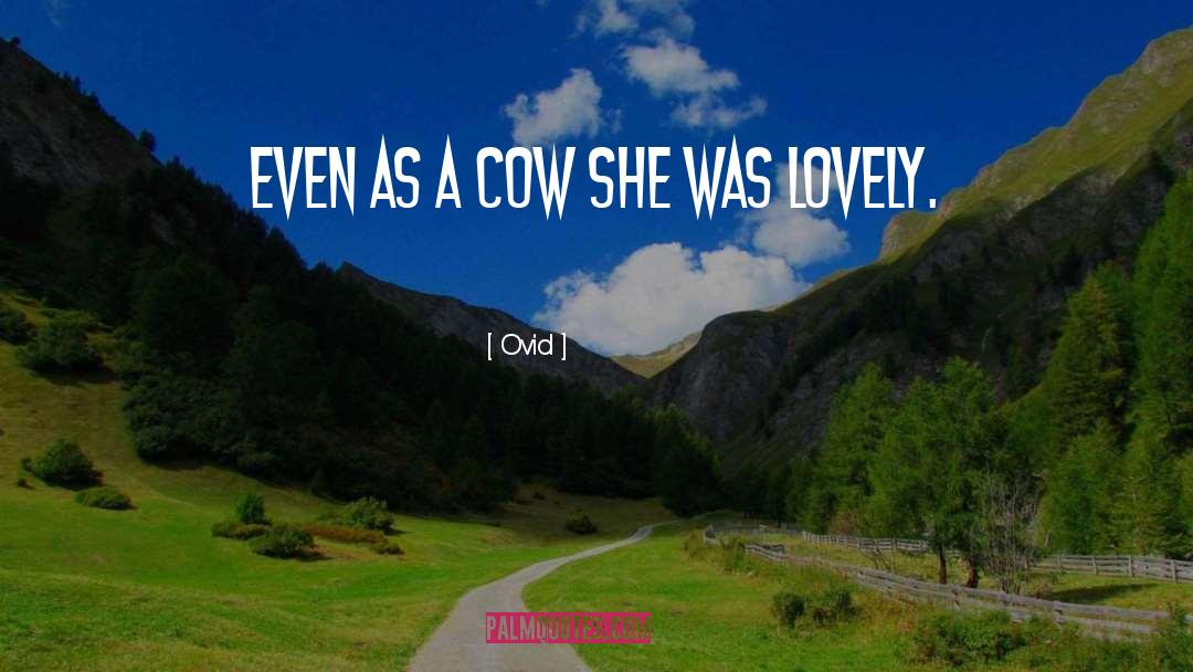 Cow quotes by Ovid