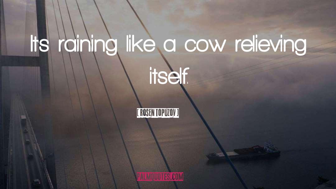 Cow quotes by Rosen Topuzov