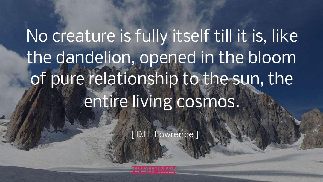 Dandelion quotes by D.H. Lawrence