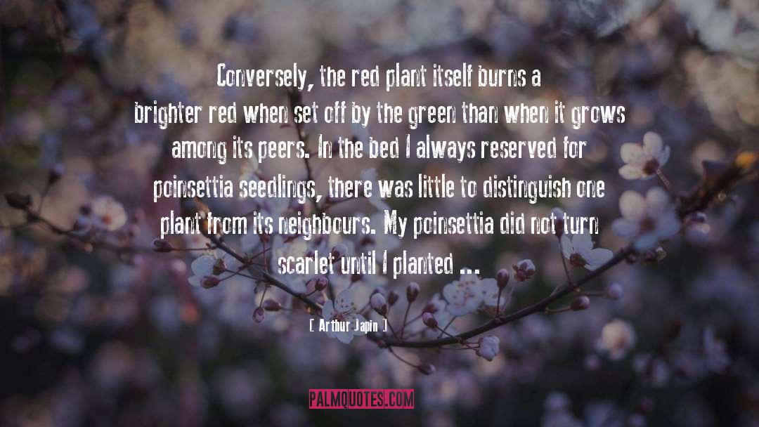 Dodder Plant quotes by Arthur Japin