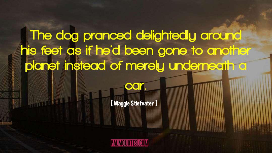 Dog Toy quotes by Maggie Stiefvater