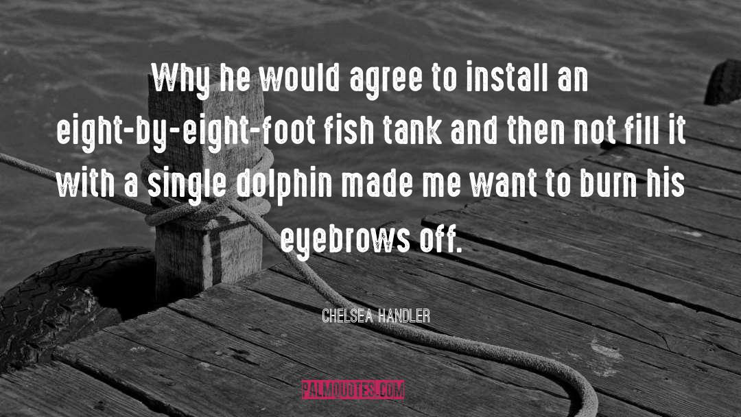 Dolphin quotes by Chelsea Handler