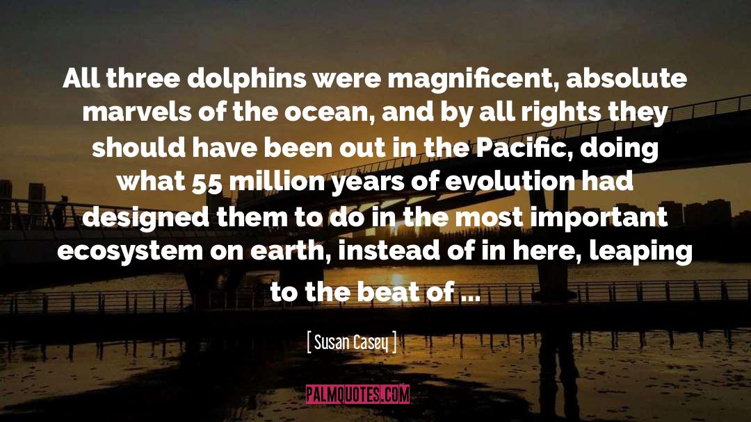 Dolphins quotes by Susan Casey