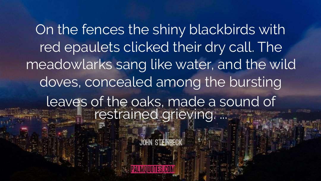 Doves quotes by John Steinbeck