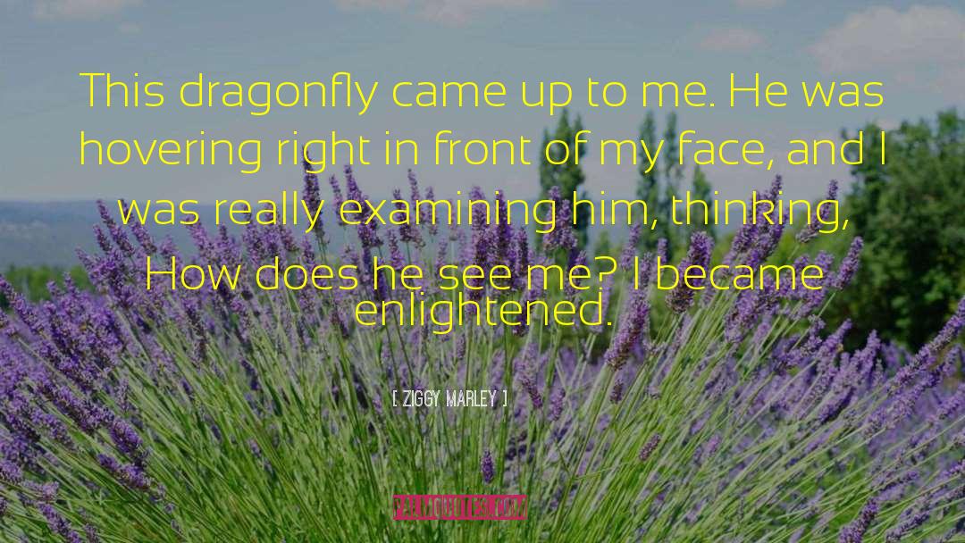 Dragonflies quotes by Ziggy Marley