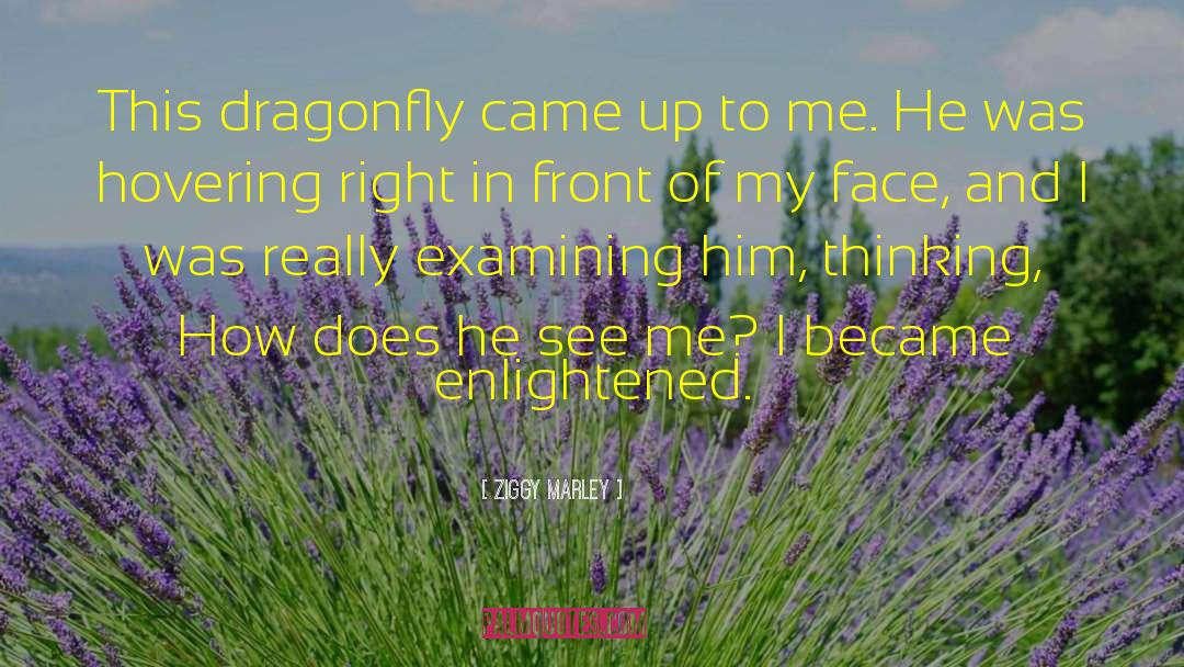 Dragonfly quotes by Ziggy Marley