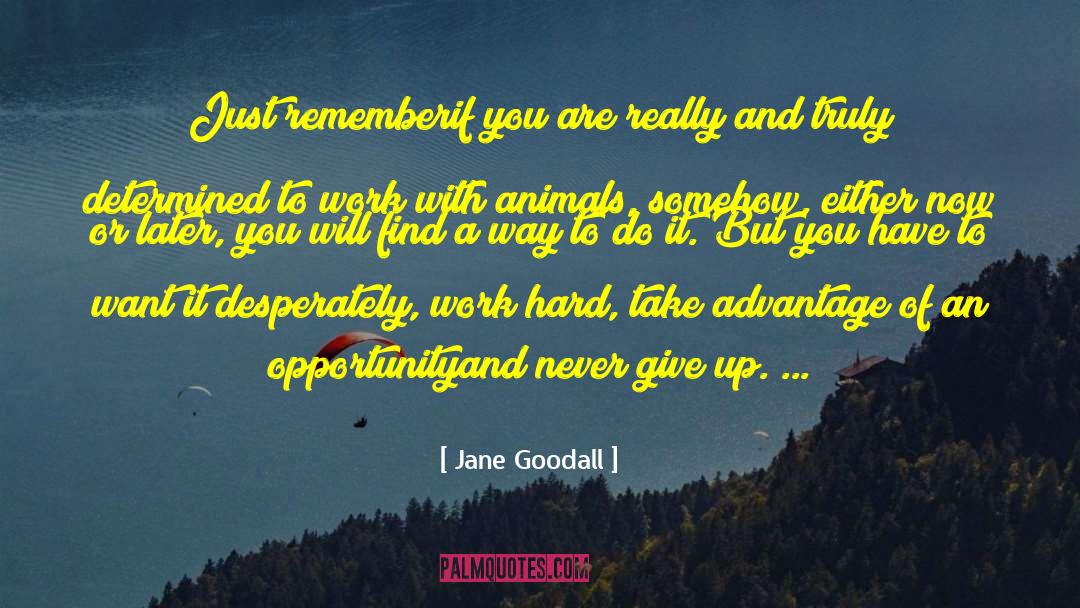 Effort And Hard Work quotes by Jane Goodall