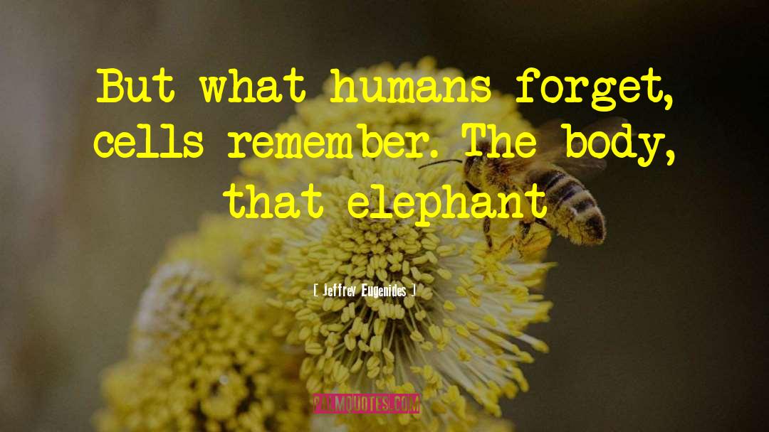 Elephant quotes by Jeffrey Eugenides