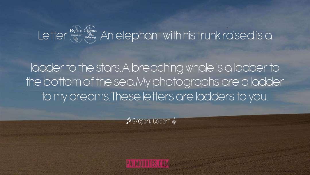 Elephant quotes by Gregory Colbert