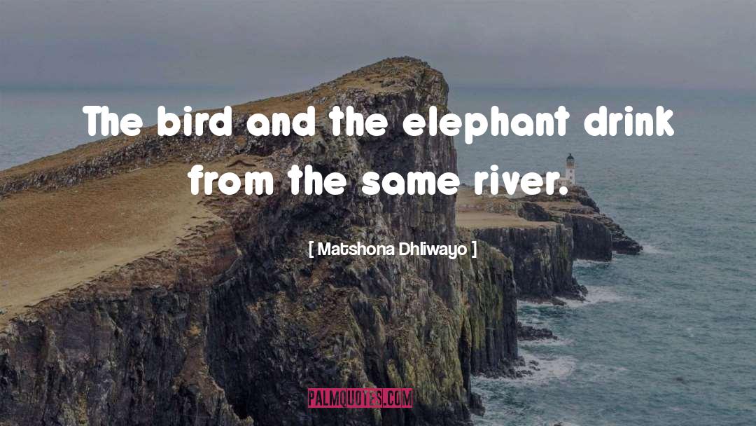 Elephant quotes by Matshona Dhliwayo