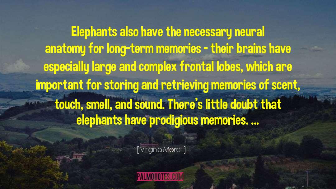 Elephants Brainy quotes by Virginia Morell
