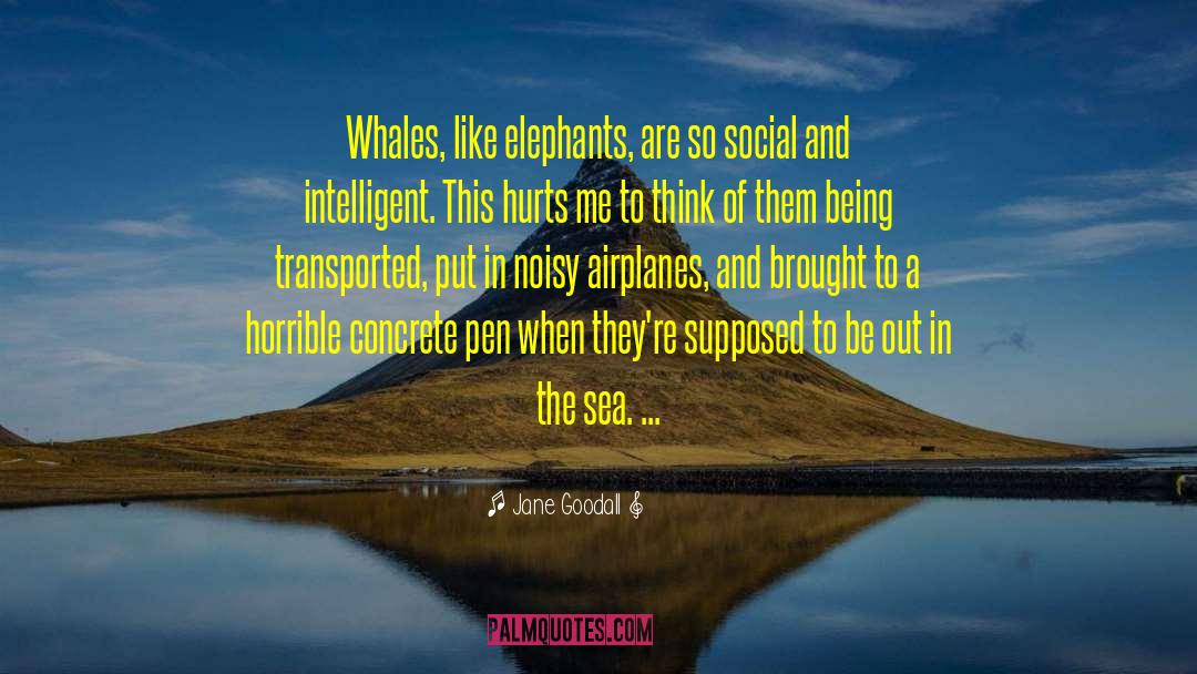 Elephants quotes by Jane Goodall