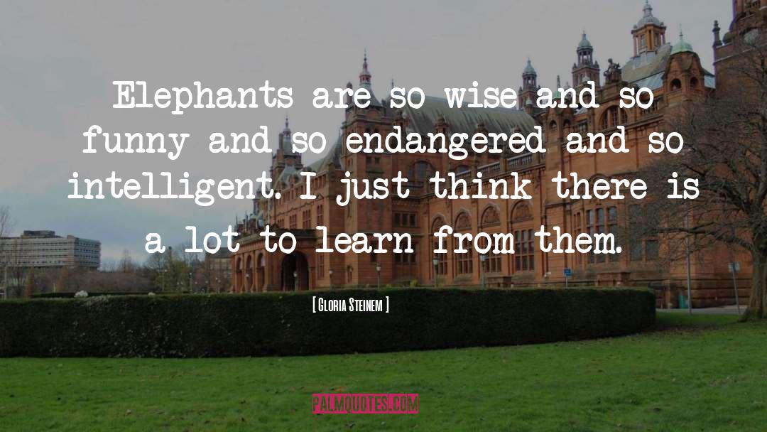 Endangered quotes by Gloria Steinem
