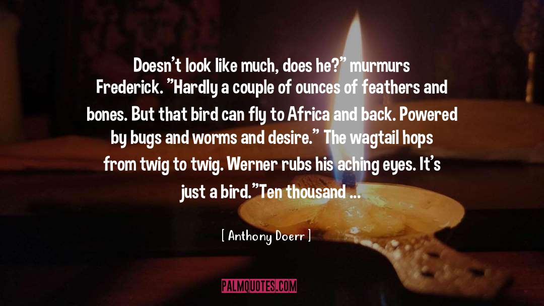 Feathers quotes by Anthony Doerr