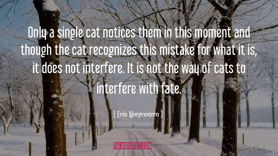 Feral Cat quotes by Erin Morgenstern