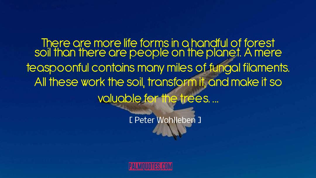 Filaments Myceliens quotes by Peter Wohlleben