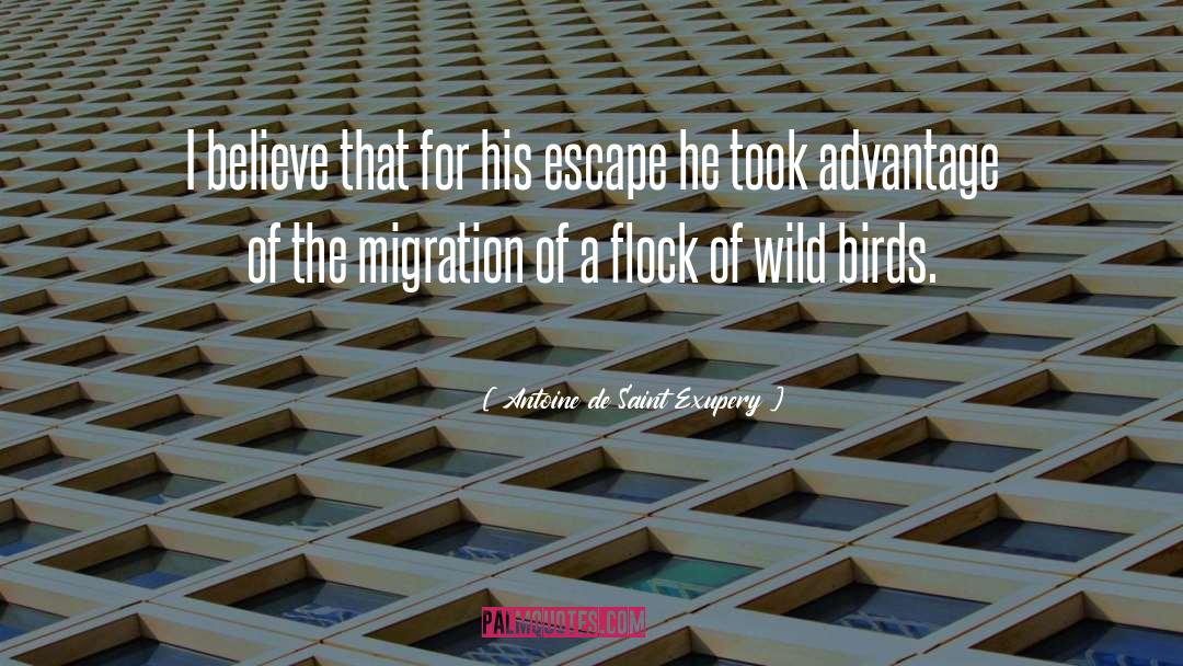 Flocks quotes by Antoine De Saint Exupery