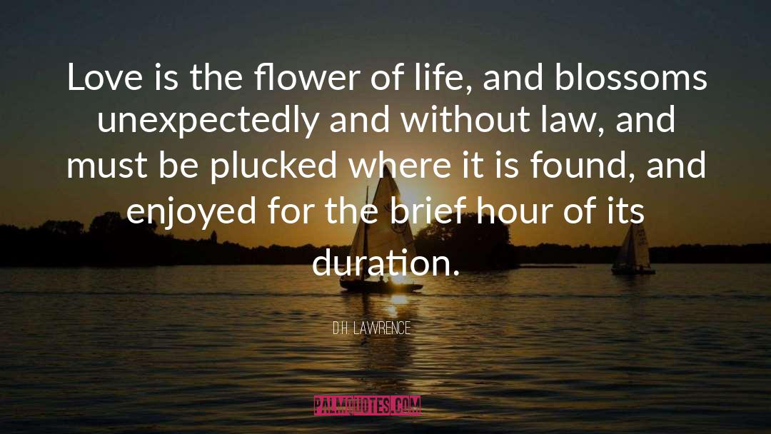 Flower quotes by D.H. Lawrence