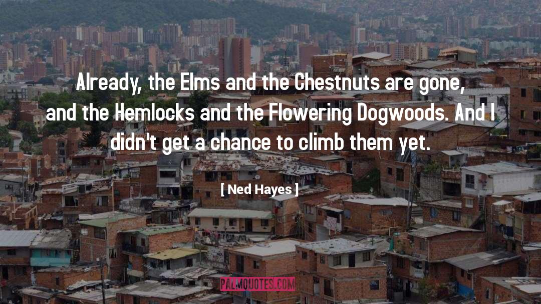 Flowering quotes by Ned Hayes