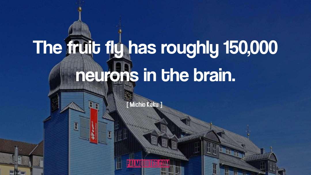 Fly quotes by Michio Kaku