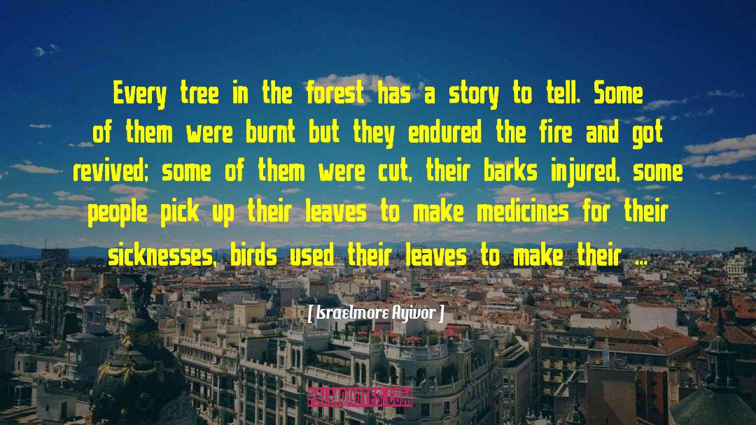 Forest Trees quotes by Israelmore Ayivor