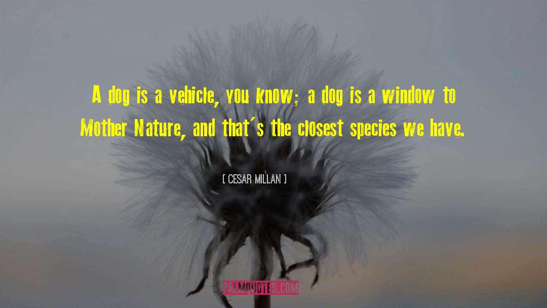 Funny Dog quotes by Cesar Millan