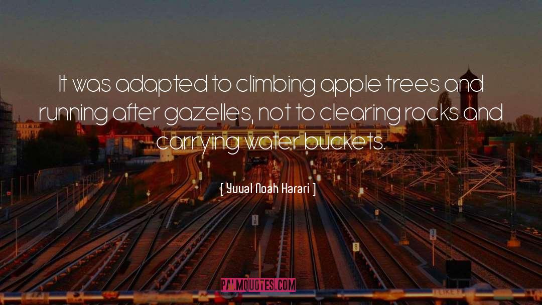 Gazelles quotes by Yuval Noah Harari