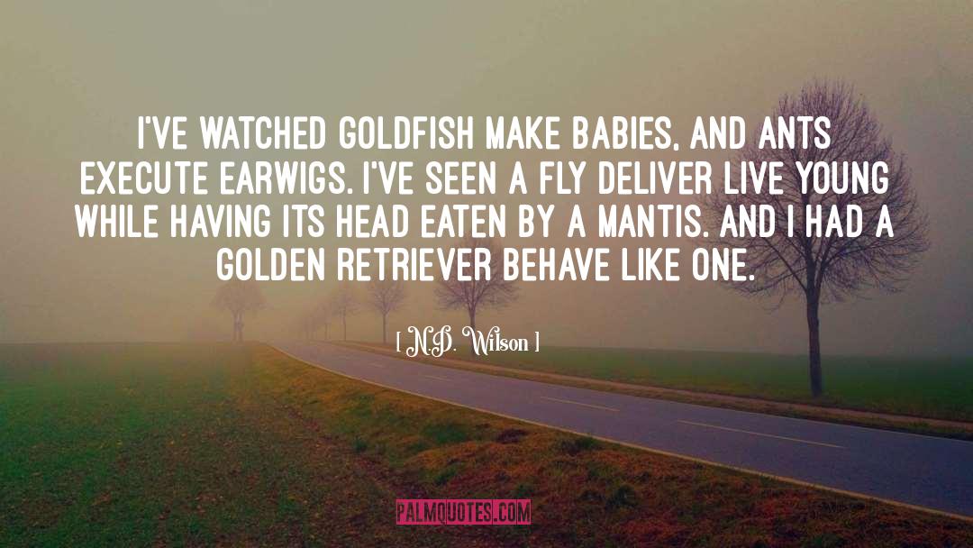 Goldfish quotes by N.D. Wilson