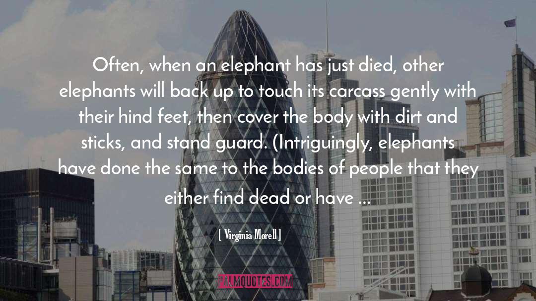 Gorillas quotes by Virginia Morell