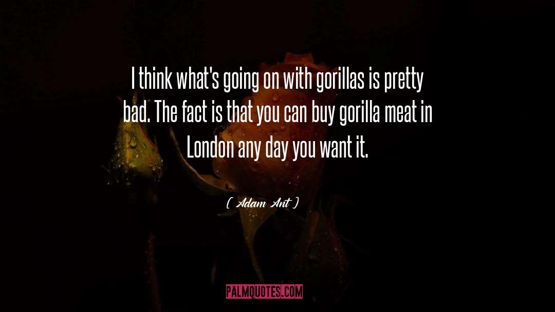 Gorillas quotes by Adam Ant