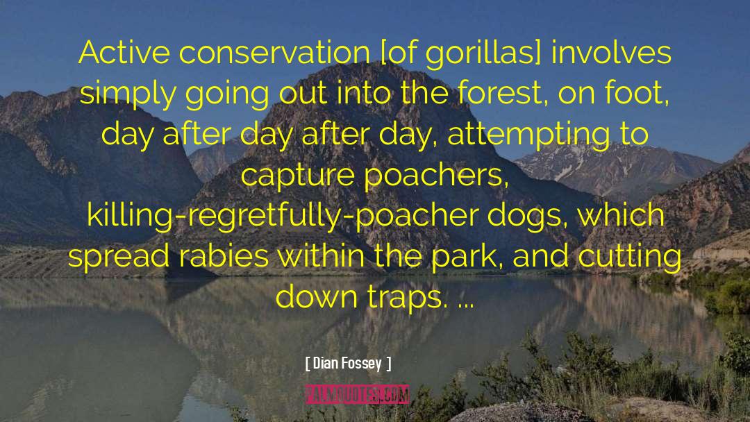 Gorillas quotes by Dian Fossey