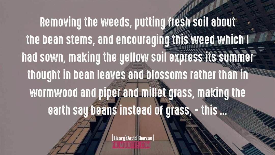 Grass Weed quotes by Henry David Thoreau
