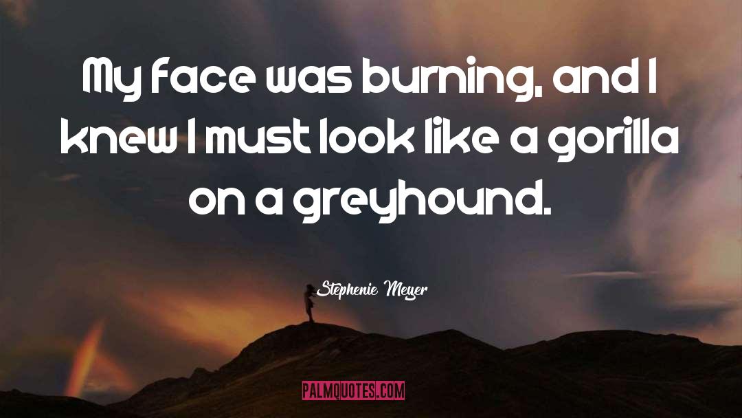Greyhound quotes by Stephenie Meyer