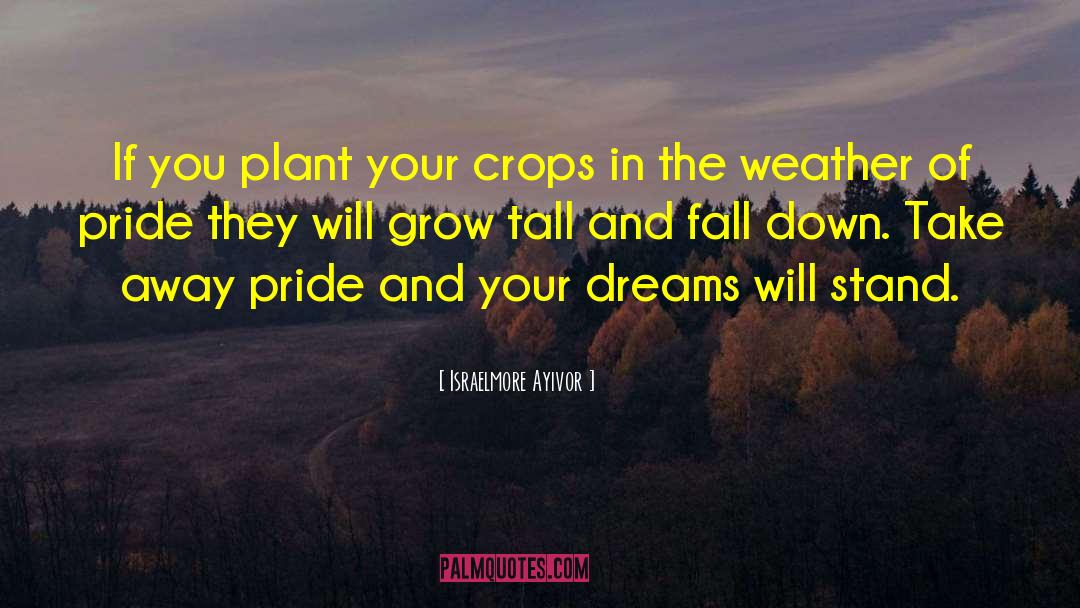 Grow Tall quotes by Israelmore Ayivor