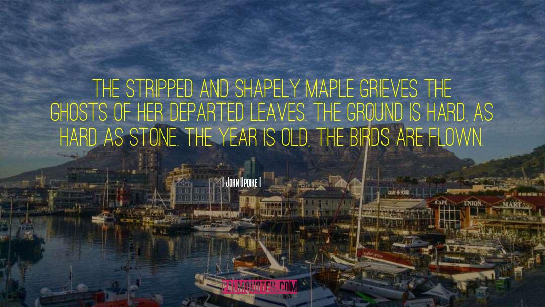 Gruntle Bird quotes by John Updike