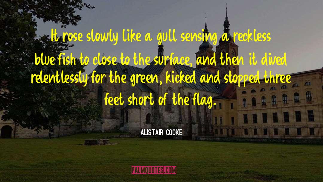 Gull quotes by Alistair Cooke