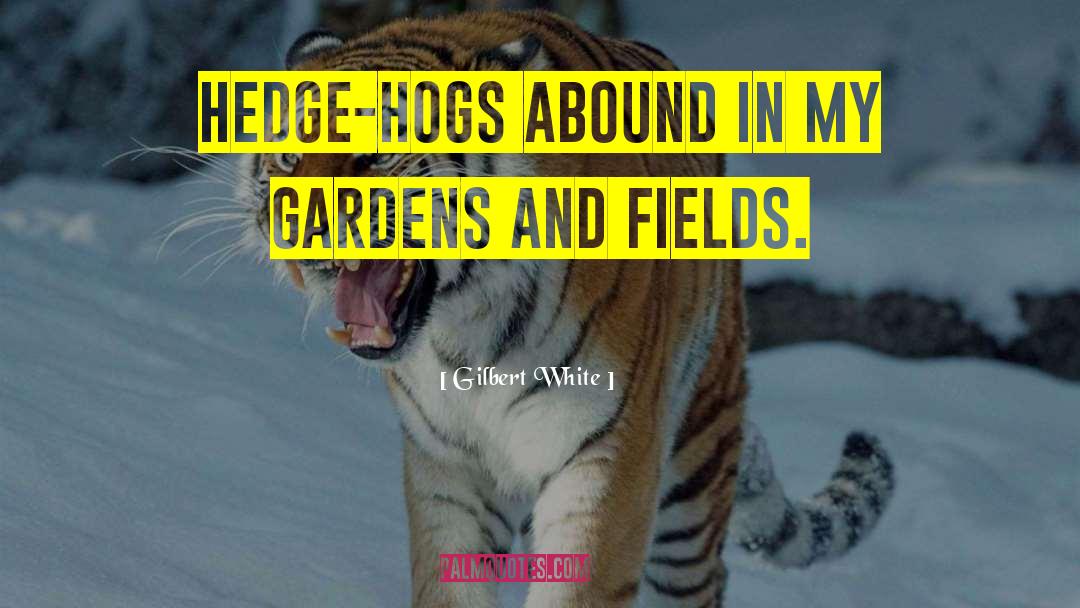 Hedge quotes by Gilbert White