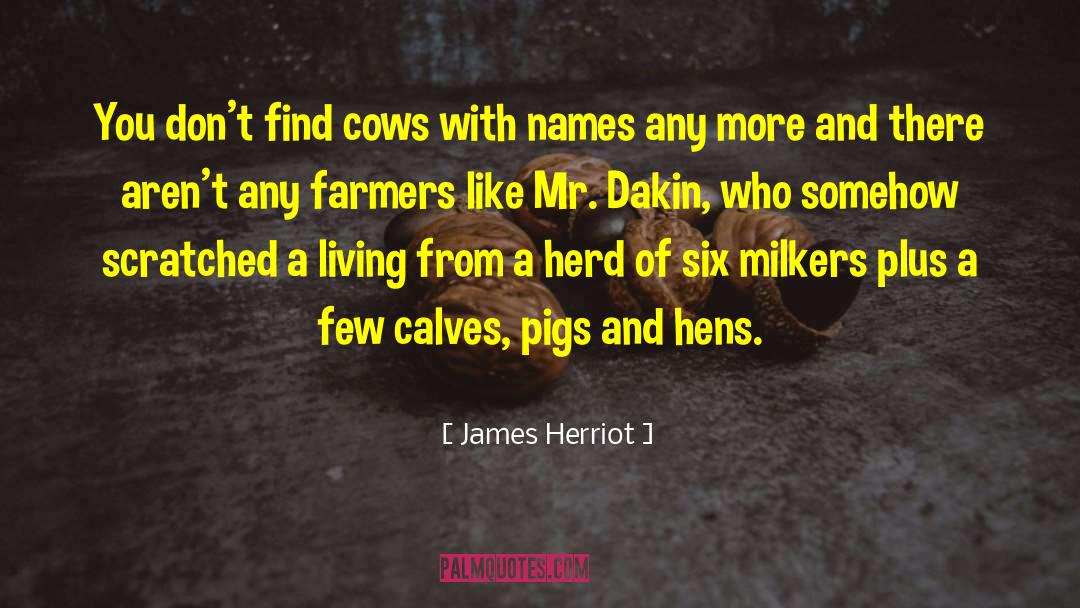 Herd quotes by James Herriot