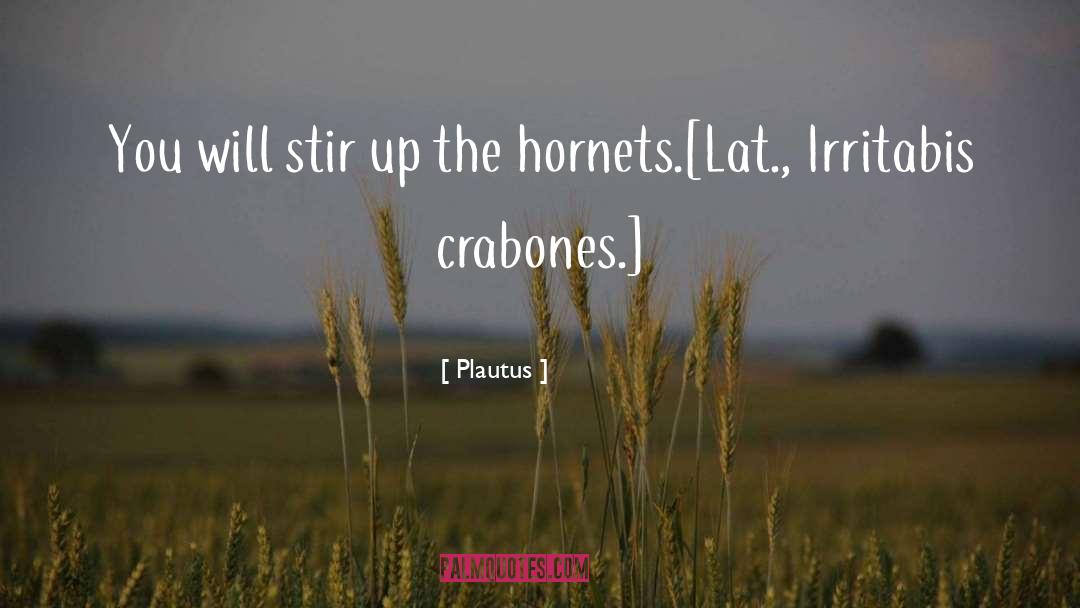 Hornets quotes by Plautus