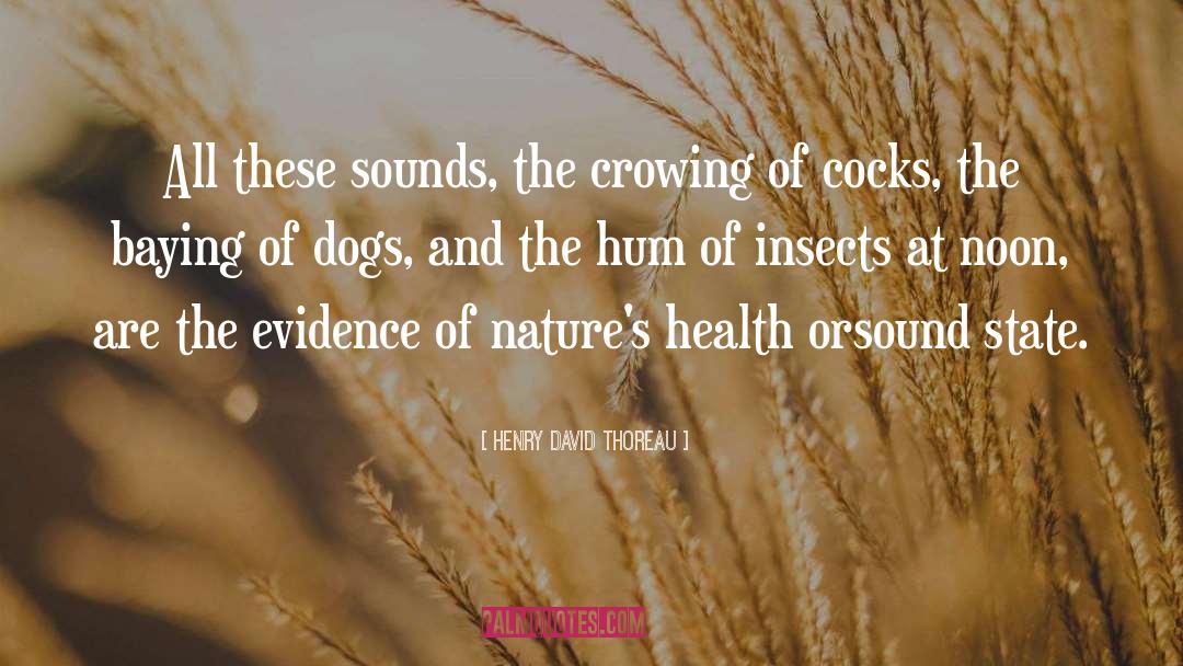 Hum quotes by Henry David Thoreau