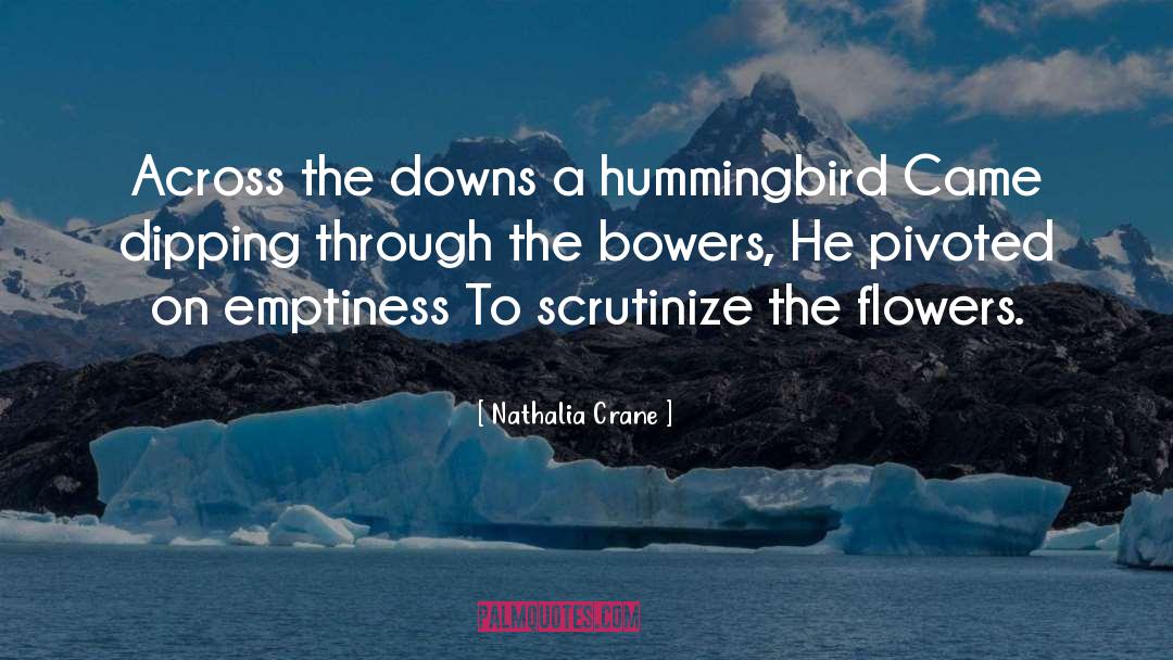 Hummingbird quotes by Nathalia Crane