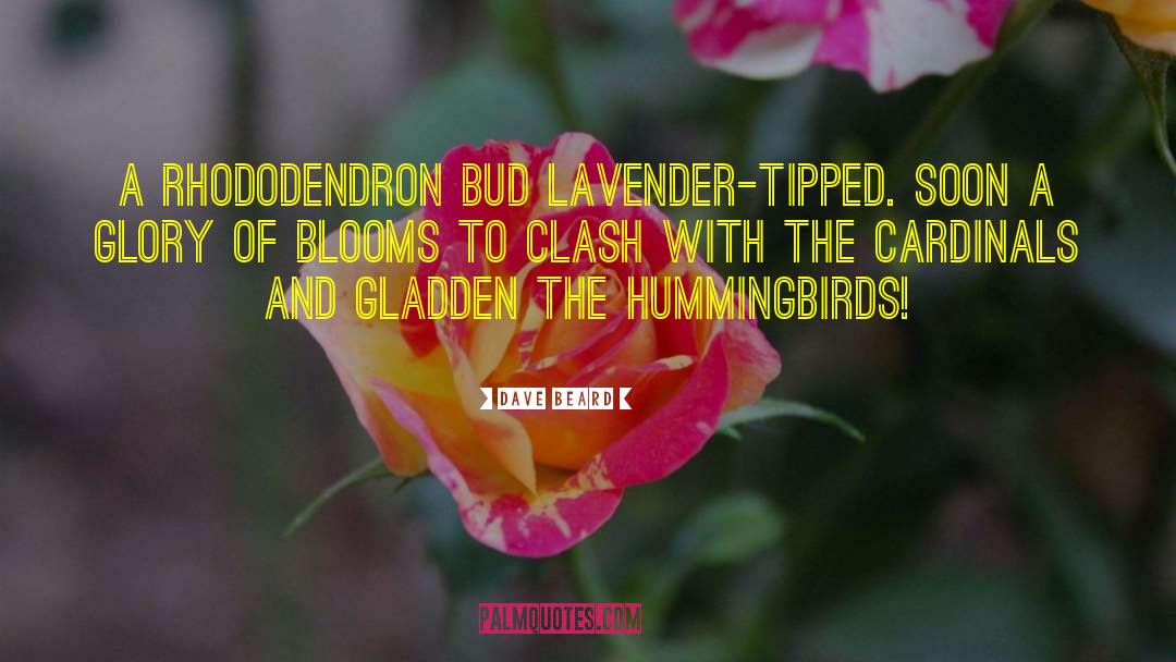 Hummingbirds quotes by Dave Beard