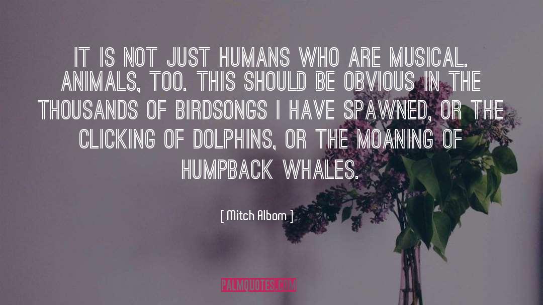 Humpback Whales quotes by Mitch Albom