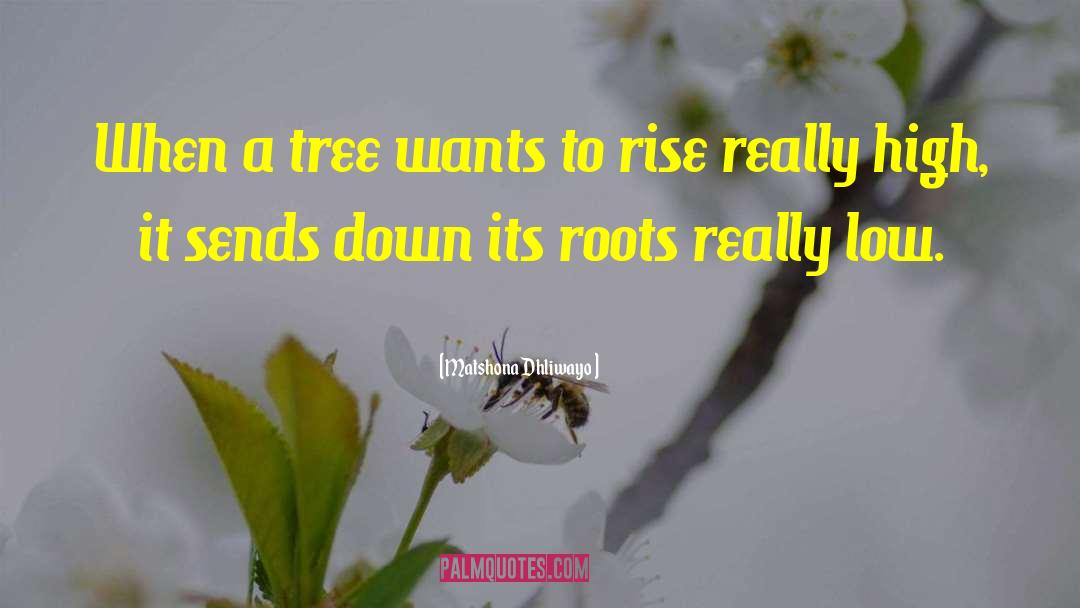 Inspirational Tree quotes by Matshona Dhliwayo