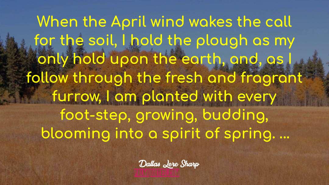 Joyous Springtime quotes by Dallas Lore Sharp