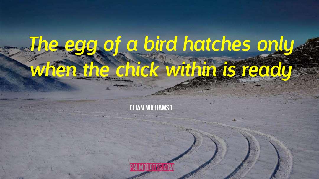 Kaytee Bird quotes by Liam Williams