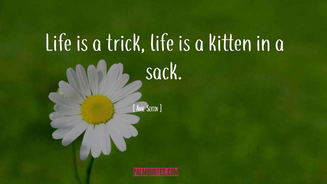 Kitten quotes by Anne Sexton