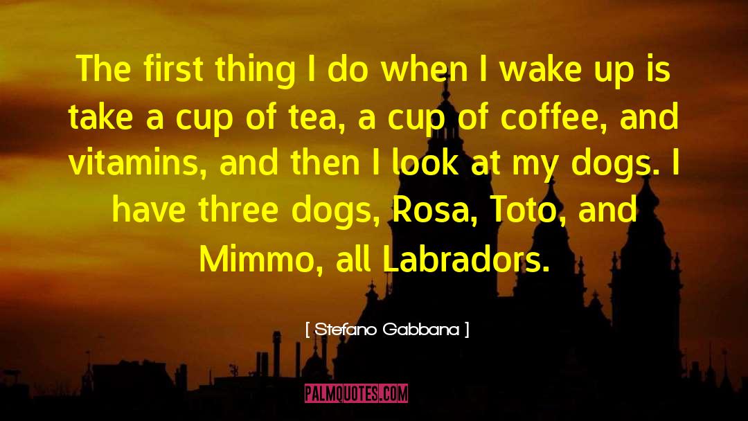 Labradors quotes by Stefano Gabbana